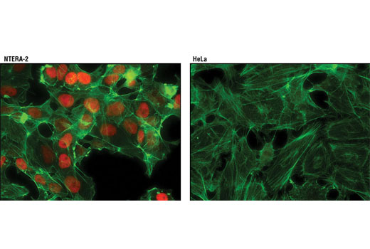 Immunofluorescent analysis of NTERA-2 (left) and HeLa (right) cells using Nanog (D73G4) XP ® Rabbit mAb (Alexa Fluor ® 594 Conjugate) (red). Actin filaments were labeled with Alexa Fluor ® 488 phalloidin (green).