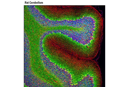 Confocal immunofluorescent analysis of normal rat cerebellum using Neurofilament-L (C28E10) Rabbit mAb (Alexa Fluor ® 488 Conjugate) (green) and GFAP (GA5) Mouse mAb #3670 (red). Blue pseudocolor = DRAQ5 ® #4084 (fluorescent DNA dye).