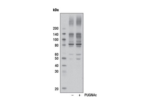 Western blot analysis of extracts from HeLa cells, untreated (-) or treated with PUGNAc (+), an inhibitor of N-acetyl-β-D-glucosaminidase, using O-GlcNAc (CTD110.6) Mouse mAb (HRP Conjugate).