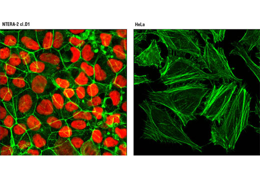 Confocal immunofluorescent analysis of NTERA-2 cl.D1 (left) and HeLa cells (right) using Oct-4A (C30A3) Rabbit mAb (Alexa Fluor ® 555 Conjugate) (red). Actin filaments were labeled with Alexa Fluor ® 488 phalloidin (green).