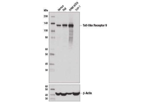 Western blot analysis of extracts from various cell lines using Toll-like Receptor 9 (D9M9H) XP ® Rabbit mAb (upper) and β-Actin (D6A8) Rabbit mAb #8457 (lower).