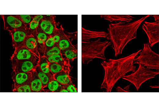 Confocal immunofluorescent analysis of NTERA-2 (left) and HeLa cells (right) using Oct-4A (C30A3) Rabbit mAb (Alexa Fluor ® 488 Conjugate) (green). Actin filaments have been labeled with DY-554 phalloidin (red).
