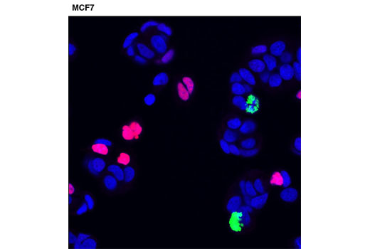 Confocal immunofluorescent analysis of MCF7 cells using p21 Waf1/Cip1 (12D1) Rabbit mAb (Alexa Fluor ® 555 Conjugate) (red) and Phospho-Histone H3 (Ser10) (D2C8) XP ® Rabbit mAb (Alexa Fluor ® 488 Conjugate) #3465 (green). Blue pseudocolor = DRAQ5 ® #4084 (fluorescent DNA dye).