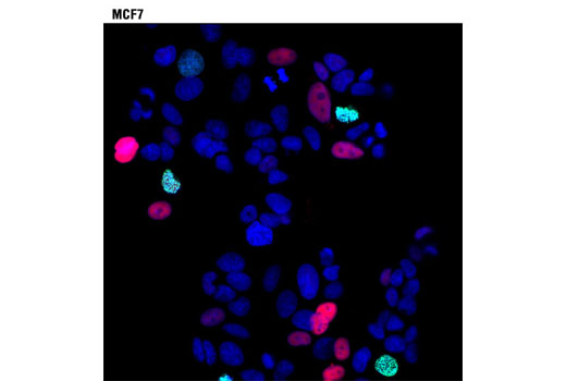 Confocal immunofluorescent analysis of MCF7 cells using p21 Waf1/Cip1 (12D1) Rabbit mAb (Alexa Fluor ® 594 Conjugate) (red) and Phospho-Histone H3 (Ser10) (D2C8) XP ® Rabbit mAb (Alexa Fluor ® 488 Conjugate) #3465 (green). Blue pseudocolor = DRAQ5 ® #4084 (fluorescent DNA dye).