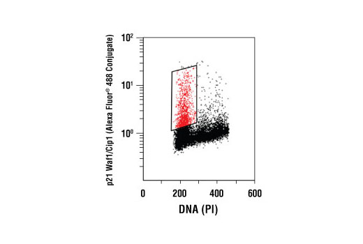 Flow cytometric analysis of COS-7 cells using p21 Waf1/Cip1 (12D1) Rabbit mAb (Alexa Fluor ® 488 Conjugate). Red=positive cells.