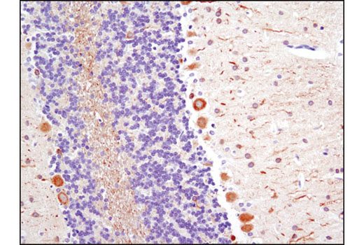 Immunohistochemical analysis of paraffin-embedded rat brain using beta3-Tubulin (TU-20) Mouse mAb.