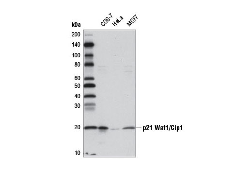 Western blot analysis of extracts from COS-7, HeLa, and MCF7 cells using p21 Waf1/Cip1 (12D1) Rabbit mAb (Biotinylated). Streptavidin-HRP #3999 was used for detection.