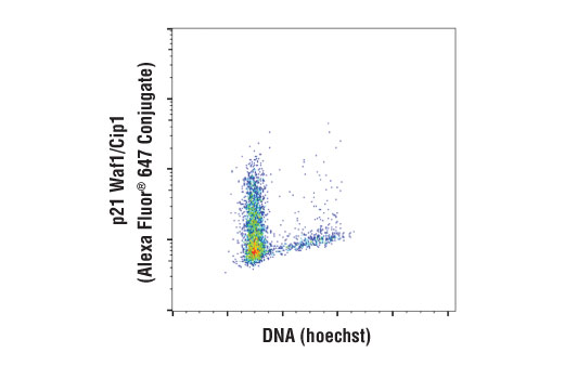 Flow cytometric analysis of MCF7 cells using p21 Waf1/Cip1 (12D1) Rabbit mAb (Alexa Fluor® 647 Conjugate) versus Hoechst (DNA content).