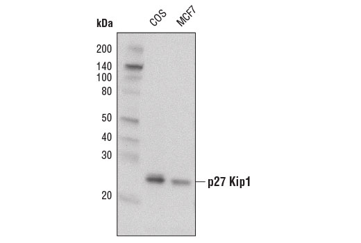 Western blot analysis of extracts from COS and MCF7 cells using p27 Kip1 (D69C12) XP ® Rabbit mAb (Biotinylated).
