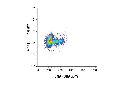 Flow cytometric analysis of Jurkat cells using p27 Kip1 (D69C12) XP ® Rabbit mAb (PE Conjugate) and DRAQ5 ® #4084 (fluorescent DNA dye).