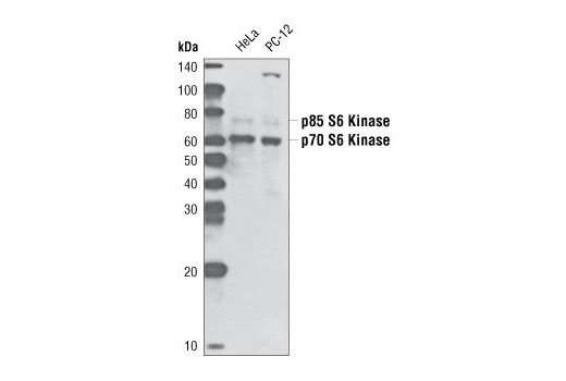 Western blot analysis of extracts from HeLa and PC-12 cells, using p70 S6 Kinase (49D7) Rabbit mAb (Biotinylated) and detected with Streptavidin-HRP #3999.