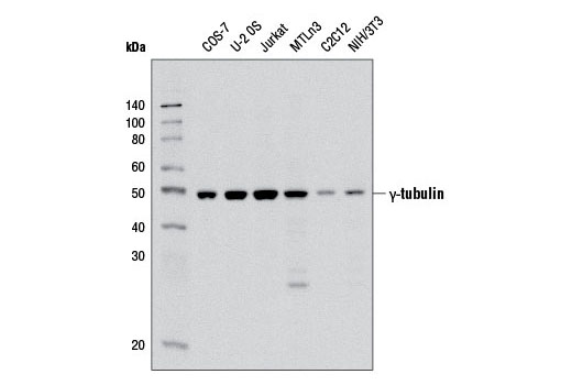 Western blot analysis of extracts from various cell lines using γ-Tubulin Antibody.