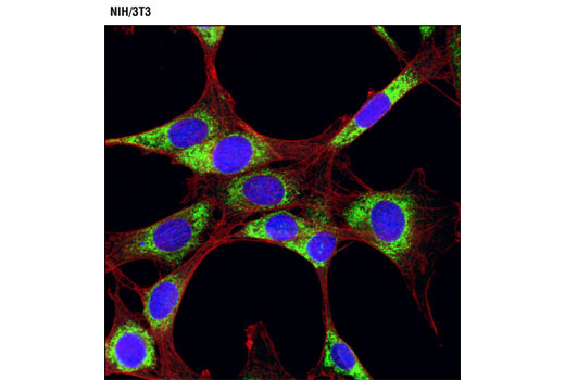 Immunofluorescent analysis of NIH/3T3 cells using PDI (C81H6) Rabbit mAb (Alexa Fluor ® 488 Conjugate) (green) and a β-Actin Mouse mAb (Alexa Fluor ® 594 Conjugate) (red). Blue pseudocolor = DRAQ5 ® #4084 (fluorescent DNA dye).