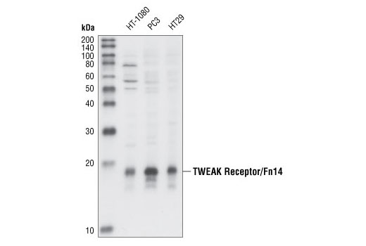 Western blot analysis of extracts from HT-1080, PC3 and HT29 cell lines, using TWEAK Receptor/Fn14 Antibody.