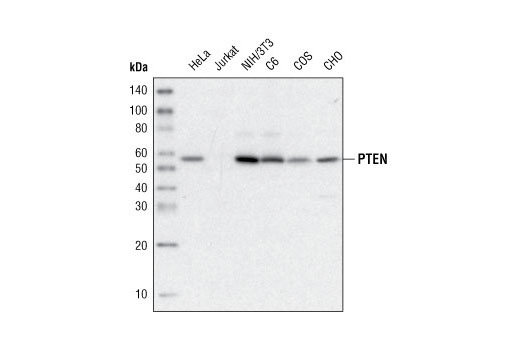 Western blot analysis of extracts from various cell lines using PTEN (D4.3) XP ® Rabbit mAb (Biotinylated).