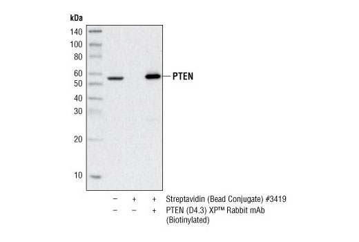 Immunoprecipitation of PTEN from HeLa cell lysates using PTEN (D4.3) XP ® Rabbit mAb (Biotinylated) and Immobilized Streptavidin (Bead Conjugate) #3419, followed by western blot using PTEN (D4.3) XP ® Rabbit mAb #9188 and Mouse Anti-Rabbit IgG (Light-Chain Specific) (L57A3) mAb #3677.