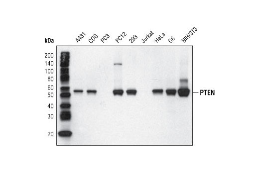 Western Blot analysis of extracts from various cell lines using PTEN (138G6) Rabbit mAb (Biotinylated).
