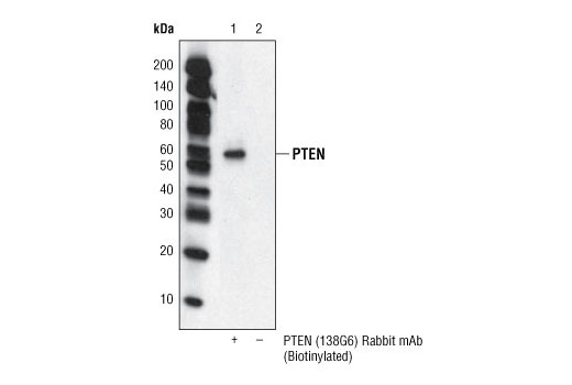 Immunoprecipitation of extracts from NIH/3T3 cells using PTEN (138G6) Rabbit mAb (Biotinylated) and Immobilized Streptavidin (Bead Conjugate) #3419 (Lane 1). Lysate and beads alone are shown in lane 2. Western blotting was performed with PTEN (26H9) mouse mAb #9556.