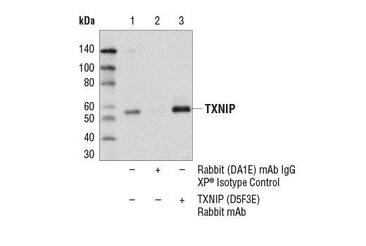 Immunoprecipitation of TXNIP from RL-7 cell extracts using Rabbit (DA1E) mAb IgG XP ® Isotype Control #3900 (lane 2) or TXNIP (D5F3E) Rabbit mAb (lane 3). Lane 1 is 10% input. Western blot analysis was performed using TXNIP (D5F3E) Rabbit mAb. Mouse Anti-rabbit IgG (Light-Chain Specific) (L57A3) mAb #3677 was used as the secondary antibody.