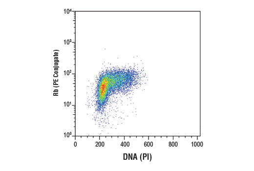 Flow cytometric analysis of Jurkat cells using Rb (4H1) Mouse mAb (PE Conjugate) and DRAQ5 ® #4084 to measure DNA content.