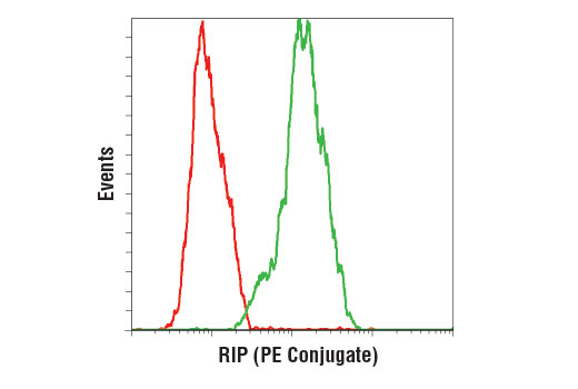 Flow cytometric analysis of MCF7 cells using RIP (D94C12) XP ® Rabbit mAb (PE Conjugate) (green) compared to concentration-matched Rabbit (DA1E) mAb IgG XP ® Isotype Control (PE Conjugate) #5742 (red).