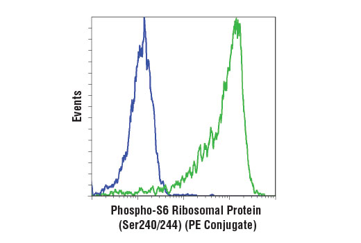 Flow cytometric analysis of Jurkat cells, untreated (green) or treated (2 hr) with LY294002 (PI3 Kinase Inhibitor) #9901 (50 μM), Wortmannin (PI3 Kinase Inhibitor) #9951 (1 μM), and U0126 (MEK1/2 Inhibitor) #9903 (10 μM) (blue), using Phospho-S6 Ribosomal Protein (Ser240/244) (D68F8) XP ® Rabbit mAb (PE Conjugate).
