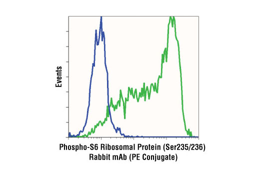 Flow cytometric analysis of Jurkat cells, untreated (green) or treated with LY294002 (PI3 Kinase Inhibitor) #9901, Wortmannin (PI3 Kinase Inhibitor) #9551 and U0126 (MEK1/2 Inhibitor) #9903 (blue), using Phospho-S6 Ribosomal Protein (Ser235/236) (D57.2.2E) XP ® Rabbit mAb (PE Conjugate).