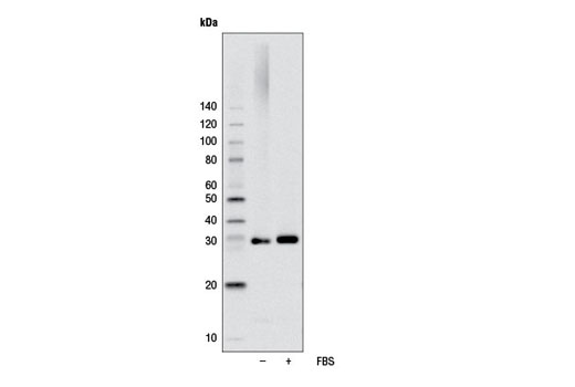 Western blot analysis of extracts from HeLa cells, untreated (-) or treated with 20% FBS (30 min; +), using Phospho-S6 Ribosomal Protein (Ser240/244) (D68F8) XP ® Rabbit mAb (Biotinylated). Streptavidin-HRP #3999 was used for detection.