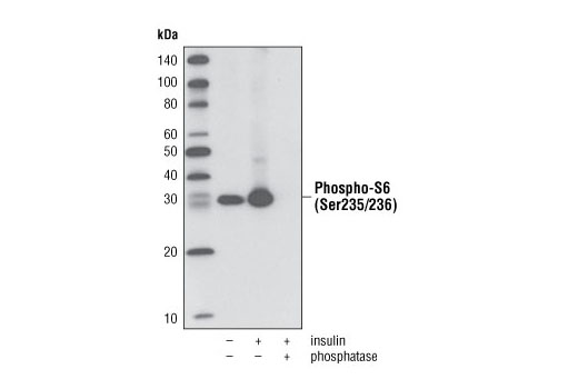 Western Blot analysis of extracts from HeLa cells, either untreated or treated with insulin alone or insulin and phosphatase, using Phospho-S6 Ribosomal Protein (Ser235/236) (D57.2.2E) XP ® Rabbit mAb (Biotinylated).