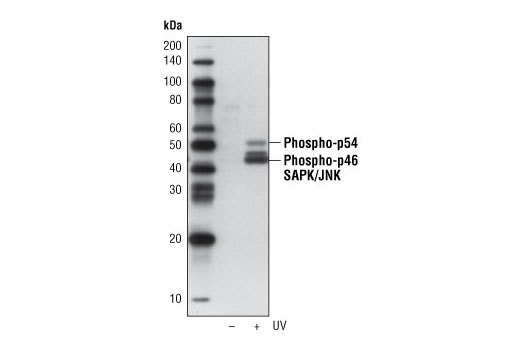 Western blot analysis of extracts from HT-29 cells, untreated or UV-treated, using Phospho-SAPK/JNK (Thr183/Tyr185) (G9) Mouse mAb (Biotinylated) and detected with Streptavidin-HRP #3999.