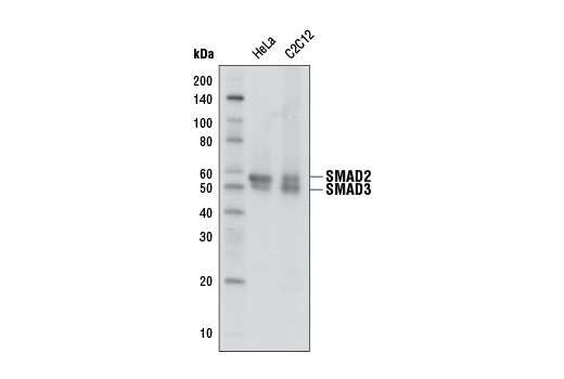 Western blot analysis of extracts from HeLa and C2C12 cells using Smad2/3 (D7G7) XP ® Rabbit mAb (Biotinylated). Streptavidin-HRP #3999 was used for western detection.