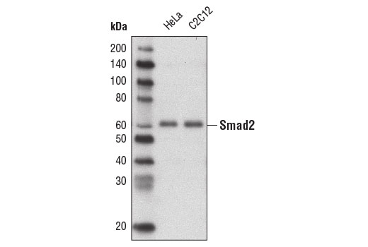 Western blot analysis of extracts from HeLa and C2C12 cells using Smad2 (D43B4) XP ® Rabbit mAb (Biotinylated).