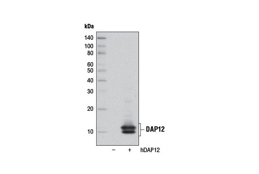 Western blot analysis of extracts from 293T cells, mock transfected (-) or transfected with a construct expressing full-length human DAP12 (hDAP12; +), using DAP12 (D7G1X) Rabbit mAb.