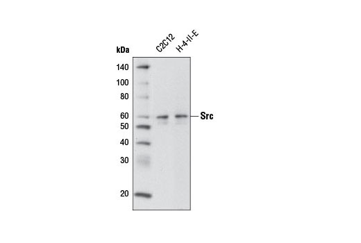 Western blot analysis of extracts from C2C12 and H-4-II-E cells using Src (32G6) Rabbit mAb (Biotinylated).