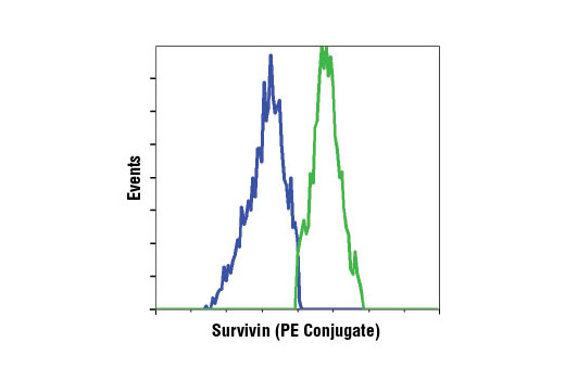 Flow cytometric analysis of camptothecin-treated Jurkat cells using Survivin (71G4B7) Rabbit mAb (PE Conjugate) showing a decrease in survivin expression in apoptotic cells (blue) compared to non-apoptotic cells (green).