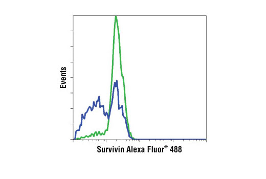Flow cytometric analysis of untreated (green) and etoposide treated (blue) Jurkat cells, using Survivin (71G4) (Alexa Fluor® 488 conjugate) Rabbit mAb showing a decrease in survivin expression in apoptotic cells.