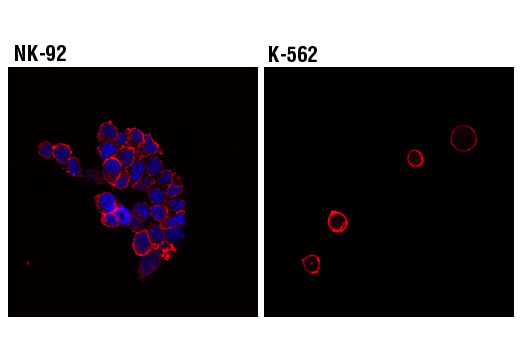 Confocal immunofluorescent analysis of NK-92 (left, positive) and K-562 (right, negative) cells using T-bet/TBX21 (D6N8B) XP ® Rabbit mAb (Alexa Fluor ® 647 Conjugate) (blue pseudocolor) and β-Actin (8H10D10) Mouse mAb #3700 (red).