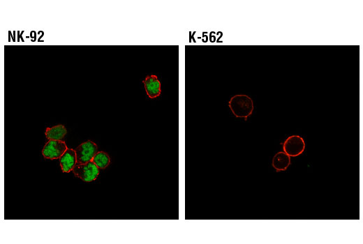 Confocal immunofluorescent analysis of NK-92 (positive, left) and K-562 (negative, right) cells using T-bet/TBX21 XP ® (D6N8B) Rabbit mAb (green) and β-Actin (8H10D10) Mouse mAb #3700 (red).