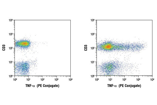 Flow cytometric analysis of human peripheral blood lymphocytes, untreated (left) or treated with TPA #4174 (40 nM, 4 hr), Ionomycin #9995 (2 μM, 4 hr), and Brefeldin A #9972 (1 μg/ml, last 3 hr of treatment) (right), using a CD3 antibody and TNF-α (D1G2) Rabbit mAb (PE Conjugate).