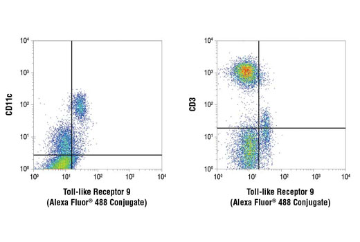 Flow cytometric analysis of lysed human whole blood using Toll-like Receptor 9 (D9M9H) XP ® Rabbit mAb (Alexa Fluor ® 488 Conjugate) co-stained with anti-CD11c (dendritic cell) and anti-CD3 (T cell) antibodies. Toll-like receptor 9 is clearly expressed on the CD11c + dendritic cell population (left) while absent in the CD3+ T cells (right).