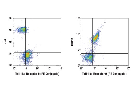 Flow cytometric analysis of human whole blood using Toll-like Receptor 9 (D9M9H) XP ® Rabbit mAb (PE Conjugate) co-stained with either CD11c or CD3. CD11c+ dendritic cells are distinctly positive for toll-like receptor 9 while CD3+ T cells are negative.