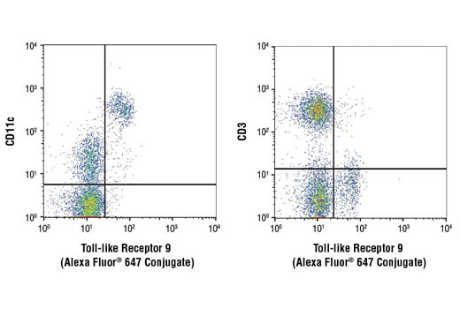 Flow cytometric analysis of human PBMCs using Toll-like Receptor 9 (D9M9H) XP ® Rabbit mAb (Alexa Fluor ® 647 Conjugate) co-stained with anti-CD11c (dendritic cell) and anti-CD3 (T cell) antibodies. Toll-like receptor 9 is clearly expressed on the CD11c+ dendritic cell population (left) and absent on the CD3+ T cells (right). The standard flow cytometry protocol was carried out using 50% methanol permeabilization (instead of 90%) to preserve cell surface epitopes.