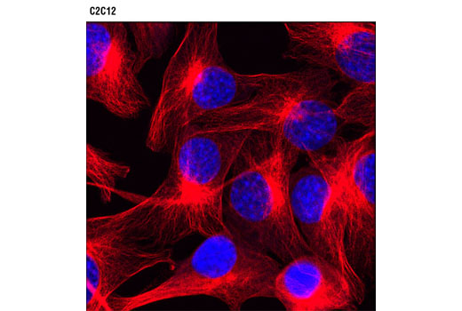 Confocal immunofluorescent analysis of C2C12 cells using β-Tubulin (9F3) Rabbit mAb (Alexa Fluor ® 594 Conjugate) (red). Blue pseudocolor = DRAQ5 ® #4084 (fluorescent DNA dye).