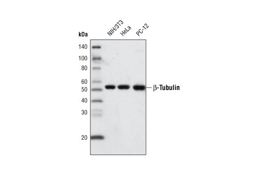 Western blot analysis of extracts from NIH/3T3, HeLa and PC-12 cells, using β-Tubulin (9F3) Rabbit mAb (Biotinylated) and detected using Streptavidin-HRP #3999.