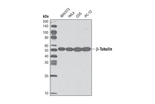 Western blot analysis of extracts from various cell lines using β-Tubulin (9F3) Rabbit mAb (HRP Conjugate).
