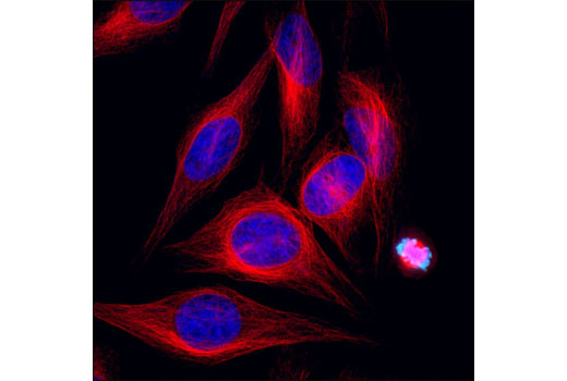 Confocal immunofluorescent analysis of HeLa cells using α-Tubulin (11H10) Rabbit mAb (Alexa Fluor ® 555 Conjugate) (red). Blue pseudocolor = DRAQ5 ® #4084 (fluorescent DNA dye).