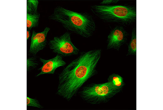 Confocal immunofluorescent analysis of HeLa cells using α-Tubulin (11H10) Rabbit mAb (Alexa Fluor ® 488 Conjugate (green). Red = propidium iodide (fluorescent DNA dye).