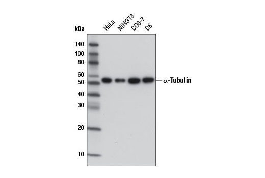 Western blot analysis of extracts from various cell lines using α-Tubulin (DM1A) Mouse mAb (HRP Conjugate).
