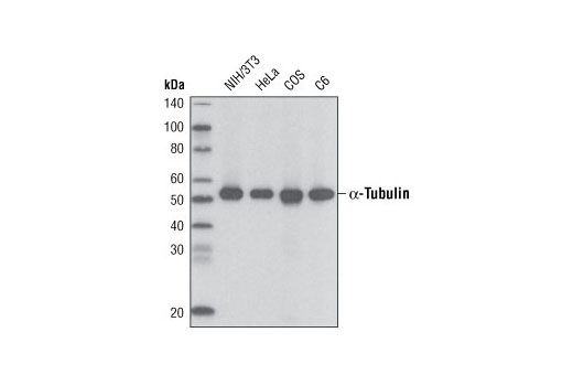Western blot analysis of extracts from various cell lines using α-Tubulin (11H10) Rabbit mAb (Biotinylated) and developed using Streptavidin-HRP #3999.