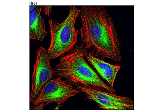 Confocal immunofluorescent analysis of HeLa cells using α-Tubulin (DM1A) Mouse mAb (Alexa Fluor ® 488 Conjugate) (green). Actin filaments were labeled with DY-554 phalloidin (red). Blue pseudocolor = DRAQ5 ® #4084 (fluorescent DNA dye).